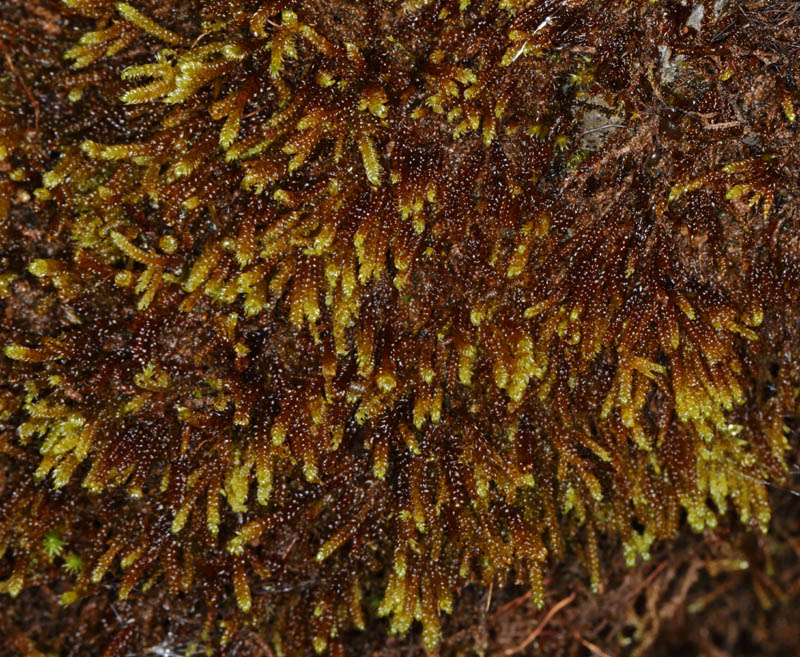 Hygrohypnum luridum